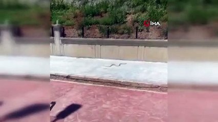 Sokak ortasında görülen 2 yılan tedirgin etti