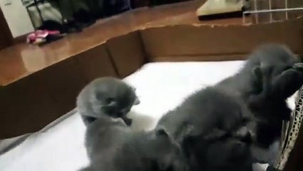 kucing lucu dan unik 2