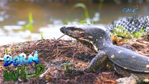 Monitor lizards used as bait for mudcrabs?!  | Born to be Wild