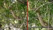 Türkiye'nin en ölümcül yılanı olarak bilinen engerek, ağaç tepesinde görüntülendi