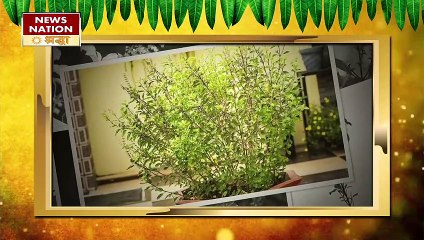 ये 4 दिन भूलकर भी न चढ़ाएं तुलसी को जल, नहीं तो अनिष्ट से भरा होगा आपका कल