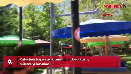 Parkta panik! Deve kuşu, müşteriyi kovaladı