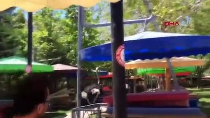 Deve kuşu paniği kamerada! Kafedeki müşteriyi böyle kovaladı