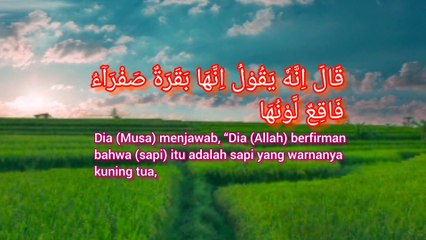 Bahwa (sapi) itu adalah sapi yang warnanya kuning tua |  Al-Baqarah : 69 -70