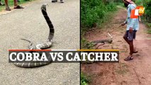 WATCH: Giant 12-ft King Cobra Rescued In Ganjam, Odisha | OTV News