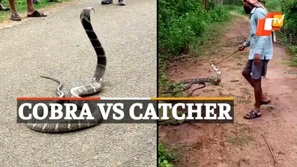 WATCH: Giant 12-ft King Cobra Rescued In Ganjam, Odisha | OTV News