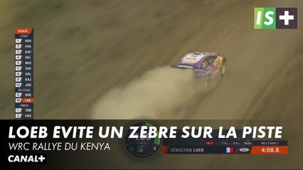 Loeb évite de justesse un Zèbre - WRC Rallye du Kenya