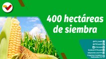 Cultivando Patria | Unidad de producción Ojo de Agua en Portuguesa cuenta con 400 hectáreas de maíz
