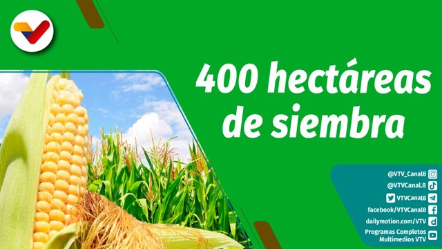 Cultivando Patria | Unidad de producción Ojo de Agua en Portuguesa cuenta con 400 hectáreas de maíz