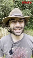 5 árboles emblemáticos de España