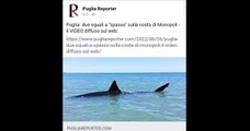 Puglia: due squali a 