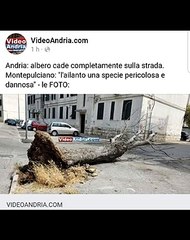 Andria: albero cade completamente sulla strada. Montepulciano: "l'ailanto una specie pericolosa e dannosa" - le FOTO su www.videoandria.com