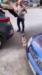 موقف إنساني لإيمي سمير غانم مع قطة في الشارع