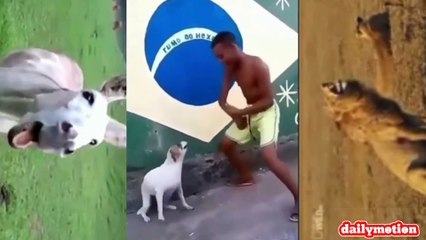 Funny Videos Of Dogs Dancing - Let's Hold On To Laughter For A Few Second