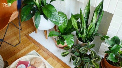 Tanaman Hias Yang Cocok Untuk Karakter ZODIAC Seseorang ❤ || CEK SEKARANG JUGAAAAAAA!!