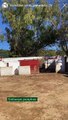 Embarque de los toros de Núñez del Cuvillo hacia Pamplona