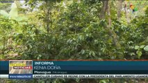 Nicaragua: Gobierno y productores trabajan por aumentar producción y comercialización del grano