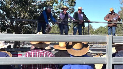 Tony Dingle, Brooyar, Woolooga | June 2022 | Queensland Country Life