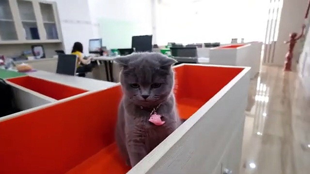 Hewan lucu