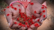 Farmer Friendly Arudra Worms : రైతు నేస్తం ఆరుద్ర పురుగులు | ABP Desam