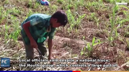 The shadow over farmers' harvest season in Yemen | The Nation