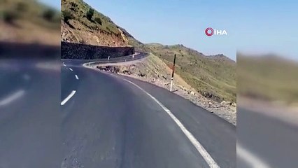 Irak sınırında sürü halinde dağ keçileri görüntülendi