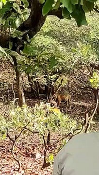 रणथम्भौर: वीकेड पर छायी पर्यटकों की बहार