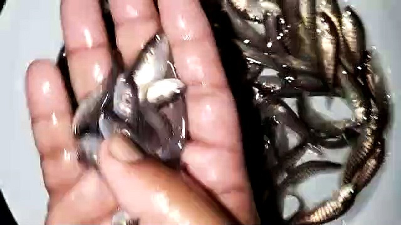 chital fish culture || Chital fish seeds || #chital  || #fishseeds