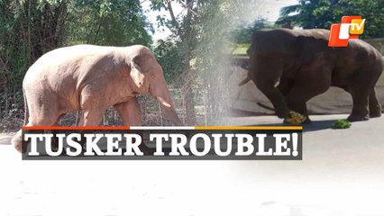 Elephant Movement Triggers Panic In Balasore's Nilagiri