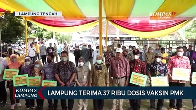 Lampung Terima 37 Ribu Dosis Vaksin PMK