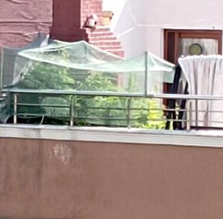 Son dakika haber... Evinin terasını uyuşturucu tarlasına çevirdi, polis operasyonuyla yakalandı