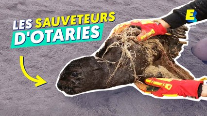 Ils sauvent des OTARIES ! 