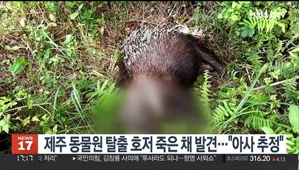 제주 동물원 탈출 '호저' 죽은 채 발견…"아사 추정"