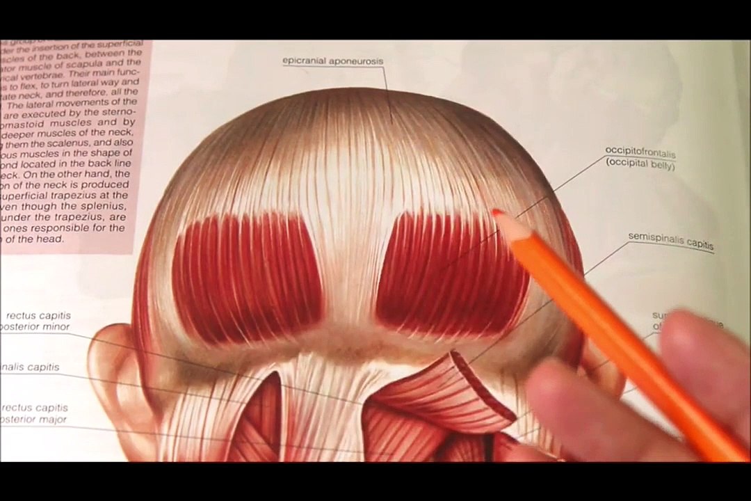 scalp anatomy