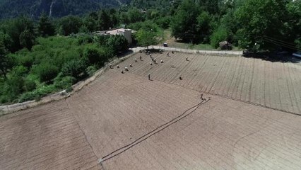 Konyaaltı'nda Çandır Fasulyesi Ekimi Başladı