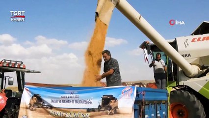 Siirt’te Hasattaki Bereketi Gören Çiftçi, ‘Buğday Banyosu’ Yaptı