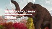 Perfectly preserved 30,000 year old baby mammoth found in Canada