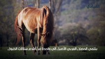 الحصان العربي الأصيل- مواصفاته وأنواعه
