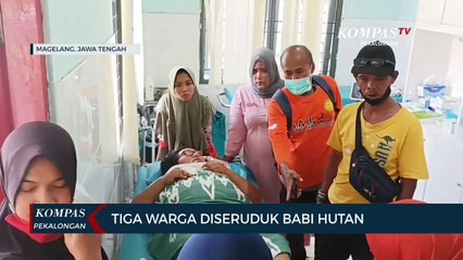 Tiga Warga Diseruduk Babi Hutan