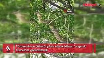 Türkiye’nin en zehirli yılanı Tunceli’de görüntülendi