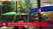 Deve kuşunun kovaladığı Kardelen: Korkulacak bir yanı da yokmuş