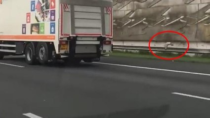 Bu güvercin ne yapıyor? Otoyolda kaydedilen videoyu izleyenler şaşkınlığını gizleyemiyor