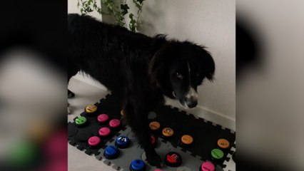 Ce chien "parle" avec sa maîtresse à l'aide de buzzers