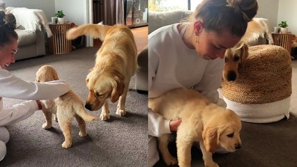 'Considerate golden retriever makes new puppy feel at home '