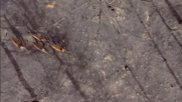 La fauna que sobrevive entre las cenizas que cubren la Sierra de la Culebra