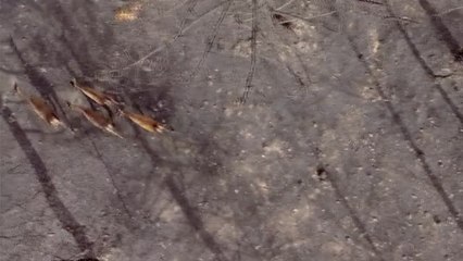 La fauna que sobrevive entre las cenizas que cubren la Sierra de la Culebra