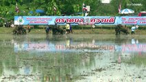 شاهد: سباقات الجواميس في تايلاند تقليد تسعى مناظق زراعة الأرزّّ إلى الحفاظ عليه