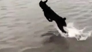 كلب يجري فوق البحر عل هذا حقيقي  | Is this real a dog running on the sea