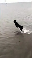 كلب يجري فوق البحر عل هذا حقيقي  | Is this real a dog running on the sea