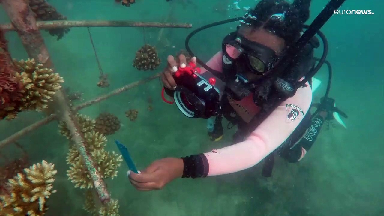 Korallensterben: Kenia setzt auf Baumschulen für Riffe